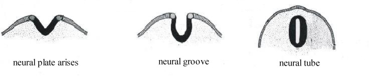 Developpement of the neural tube